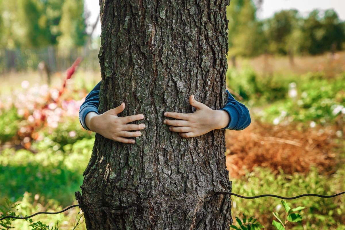 Human hands hug, wrap a tree. Contact man and nature, the concept of ecology. Productivity. Symbiosis